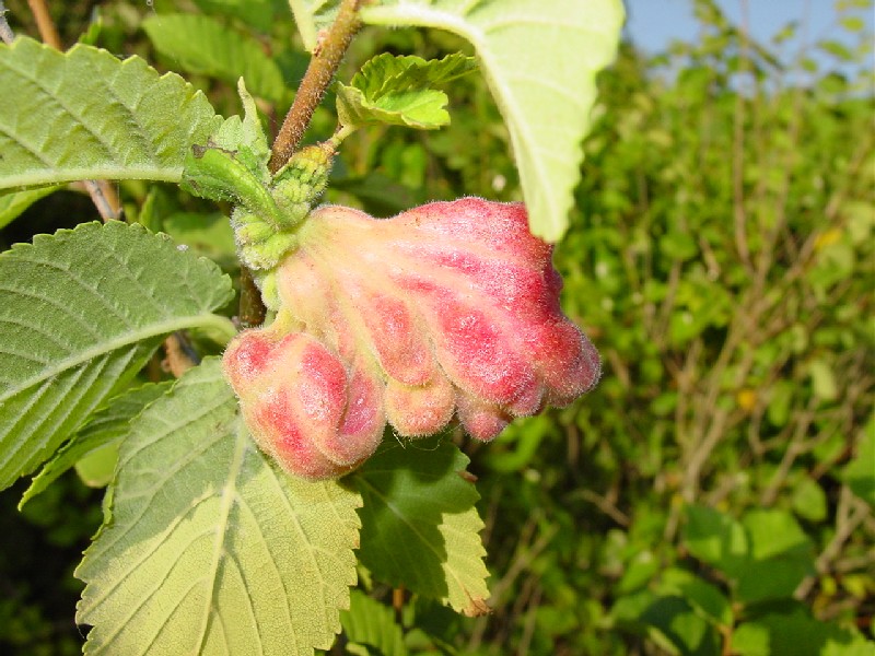 Galla: Tetraneura lanuginosum